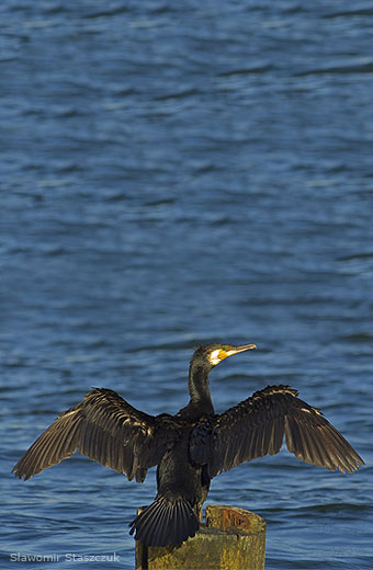 Kormoran trocknet nach Tauchgang sein Gefieder (Sławomir Staszczuk / Wikipedia)